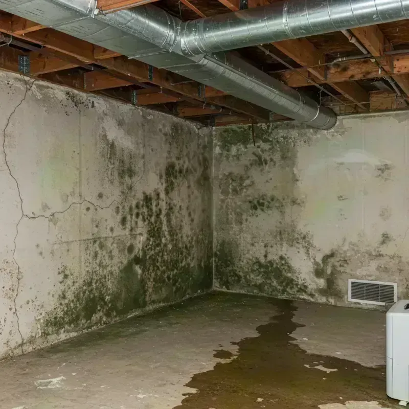 Professional Mold Removal in Sunset Hills, MO